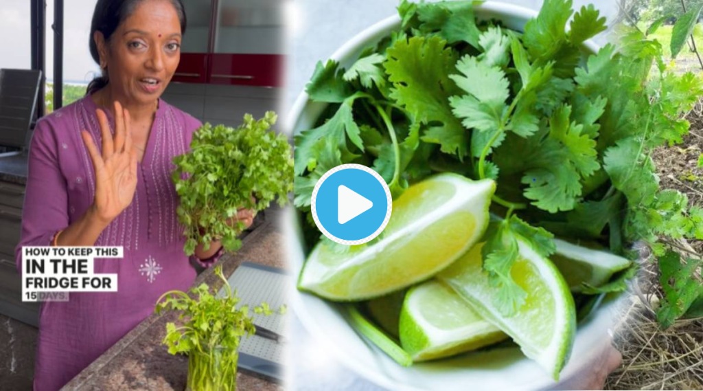 How To Keep Coriander Fresh For 15 Days Watch Video Kitchen Hacks in Marathi