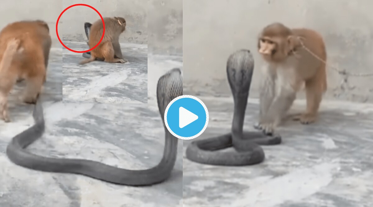 Viral Video Monkey Beats King Kobra Pulls Tail Of Snake Shocking Animal Fight Clip Went Viral