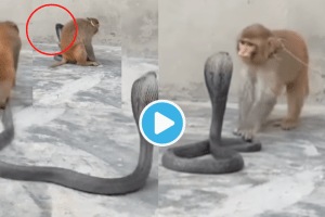 Viral Video Monkey Beats King Kobra Pulls Tail Of Snake Shocking Animal Fight Clip Went Viral