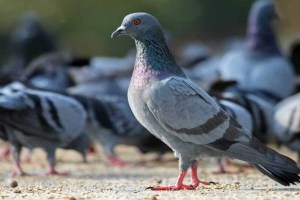 How to get rid of pigeons poop from balcony use these simple tricks