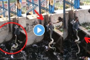 Huge Python rescue viral video