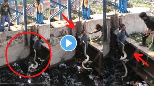 Huge Python rescue viral video