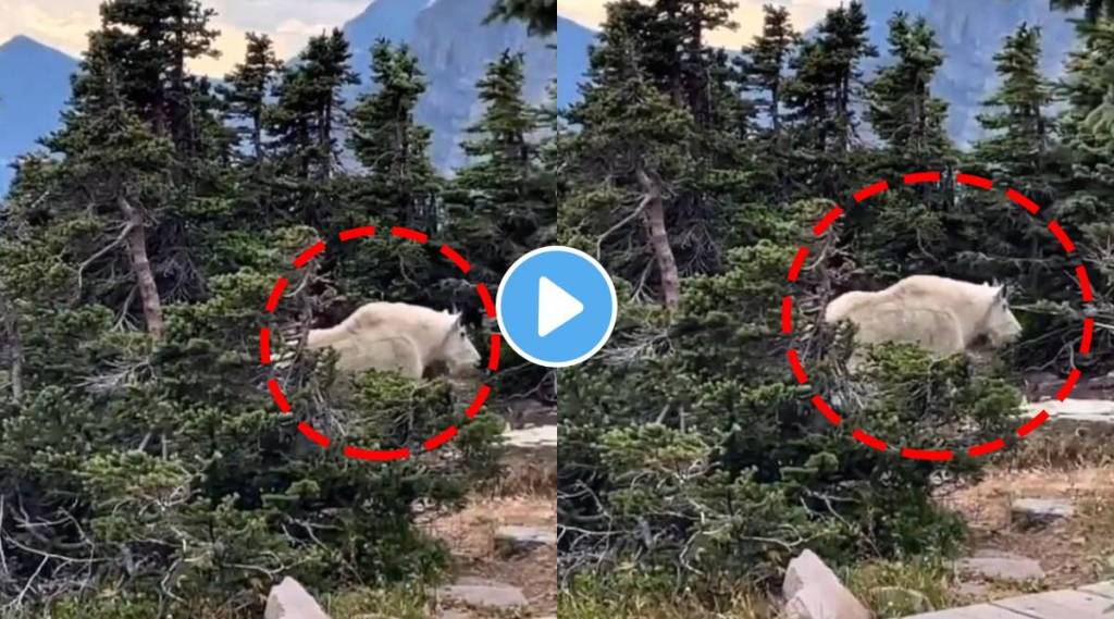 शेळी आहे की अस्वल? सर्वांना बुचकळ्यात टाकणारा Viral Video एकदा पाहाच