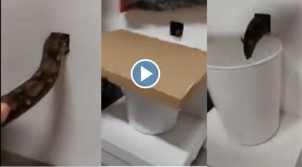 Viral rat trapping video