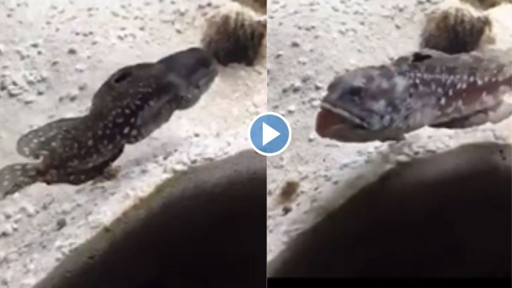 two fish fighting each other