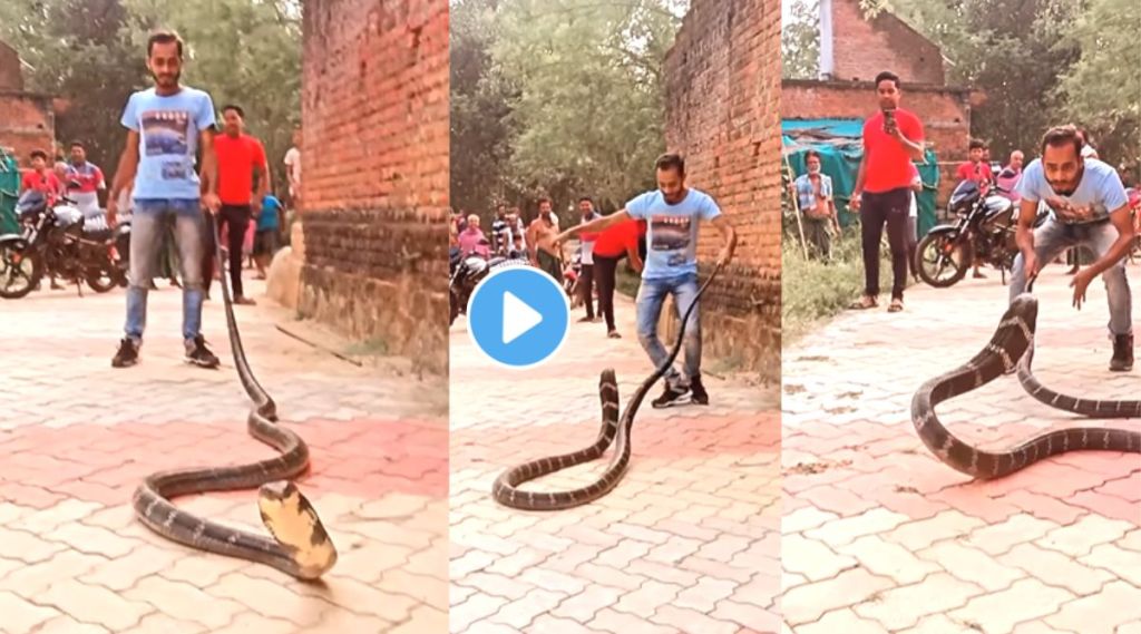 King Cobra Attack On Man Viral Video