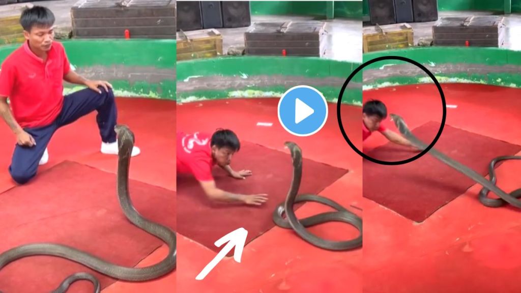 King Cobra Attack Viral Video On Instagram