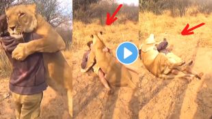 Lion vs Man VIral Video on Instagram