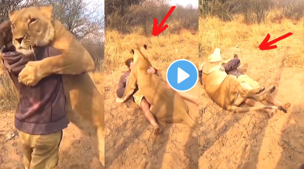 Lion vs Man VIral Video on Instagram