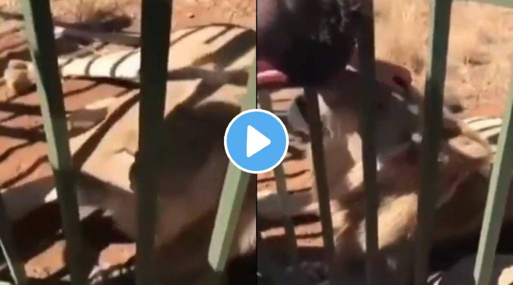 Man tries to pet caged lion what happens next will leave you in shock watch viral video