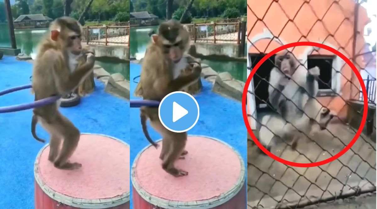 Monkey Dance On Patali Kamariya song viral video