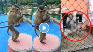 Monkey Dance On Patali Kamariya song viral video