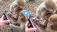 Monkey Using Mobile Viral Video On Twitter