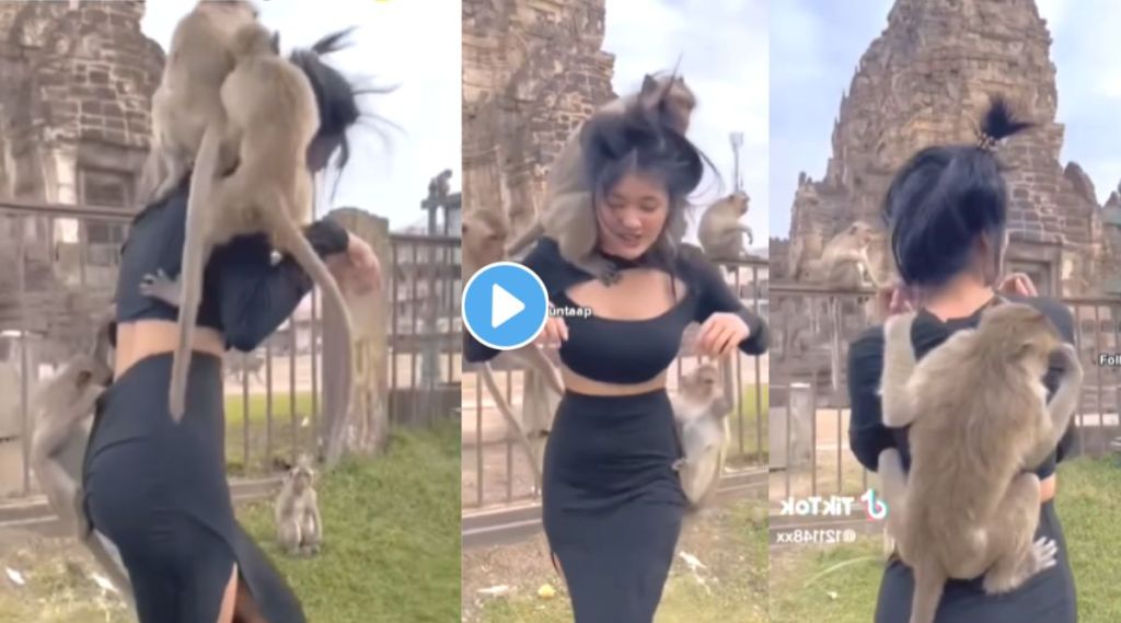 Video: मंदिर परिसरात तरुणीच्या अंगावर चढली माकडं, तरुणीच्या झिंज्या उपटल्या अन्…