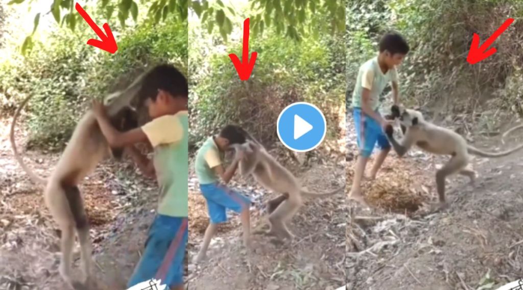 Monkey vs child fight viral video on Instagram
