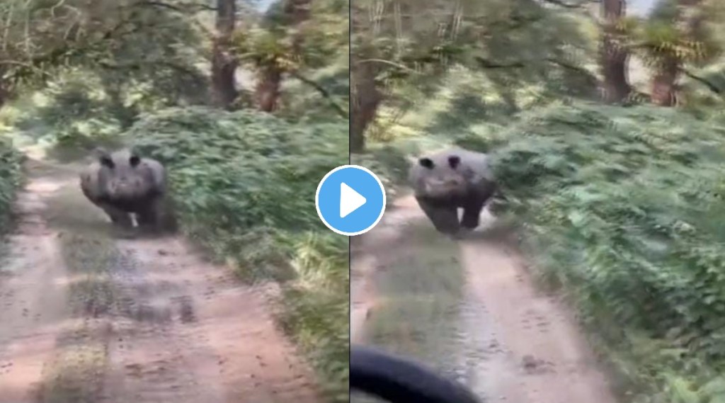 rhino chases tourist vehicles
