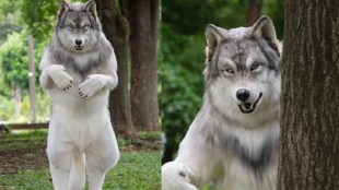 japanese man spend 18 lakh rupees on wolf costume