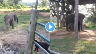 elephant vs goat video
