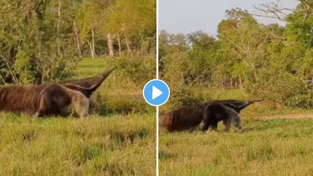 Video: जंगलात फिरताना दिसला विचित्र प्राणी; लांब सोंड आणि मांजरासारखा आकार पाहून तुम्हीही थक्क व्हाल