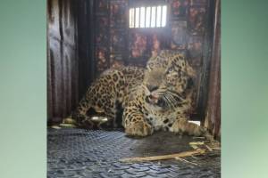 Leopards captured Sinnar nashik