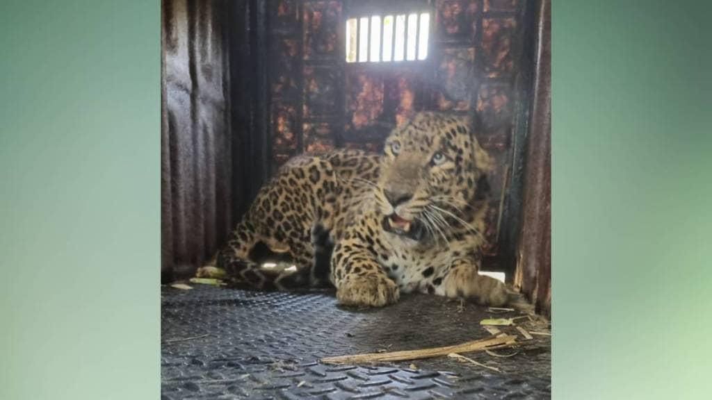 Leopards captured Sinnar nashik