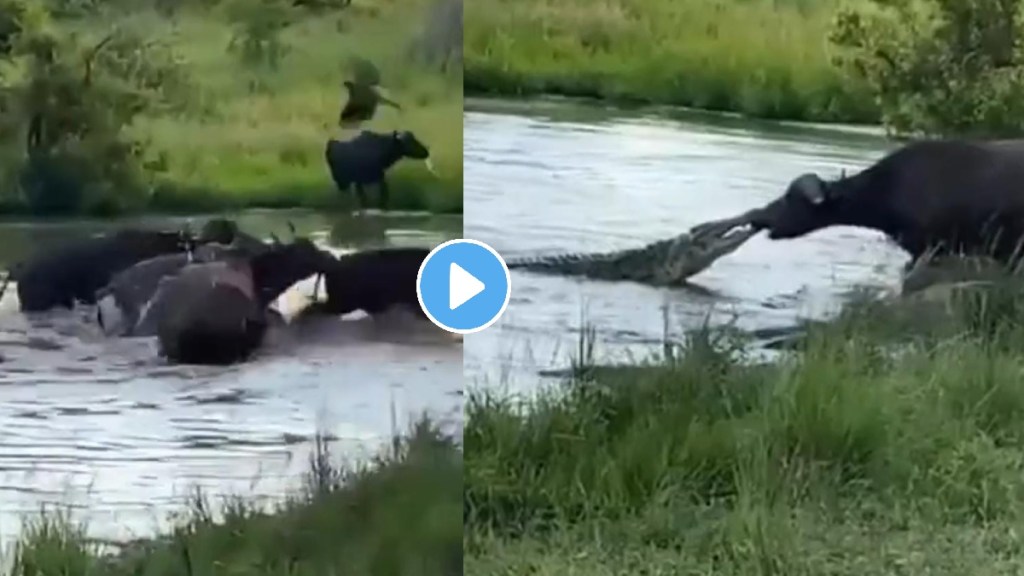 crocodile attack on buffalo