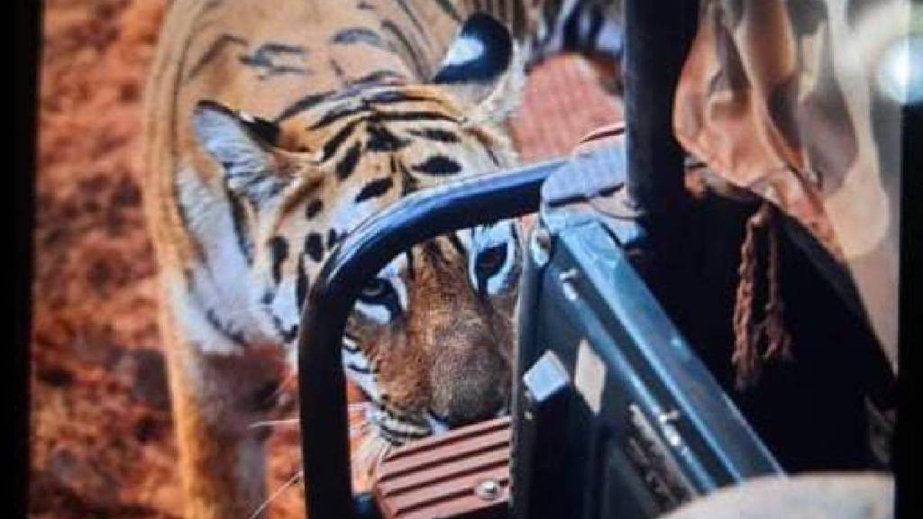 tadoba tiger gypsy