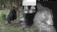 Wild bear takes 400 selfies on hidden camera netizens find them adorable