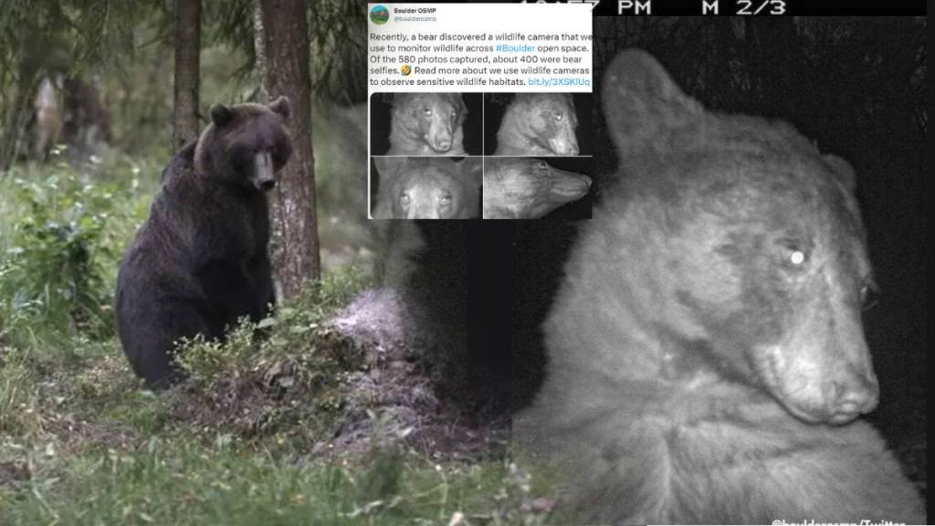 Wild bear takes 400 selfies on hidden camera netizens find them adorable
