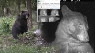 Wild bear takes 400 selfies on hidden camera netizens find them adorable