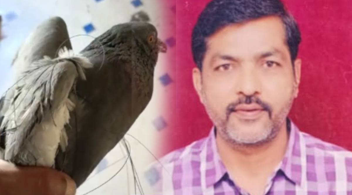pigeon stuck in nylon thread pune