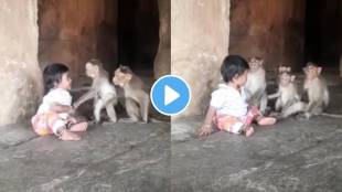 Toddler plays with monkeys watch adorable Viral video