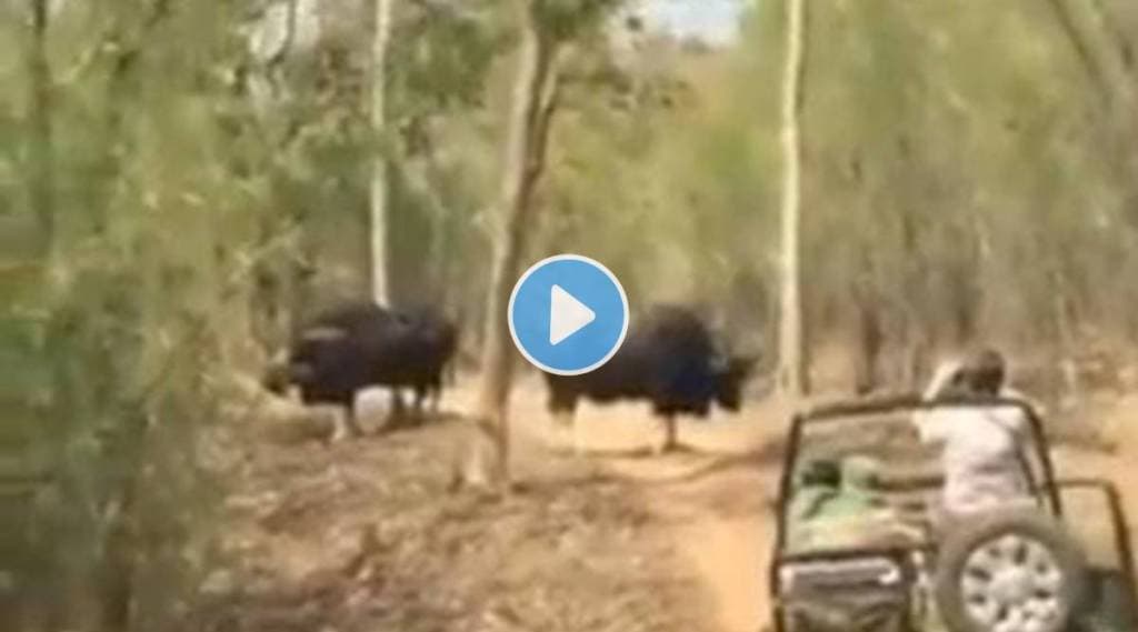 IFS Officer Susanta Nanda shares Jungle safari Viral video angry gaur attacking on vehicle