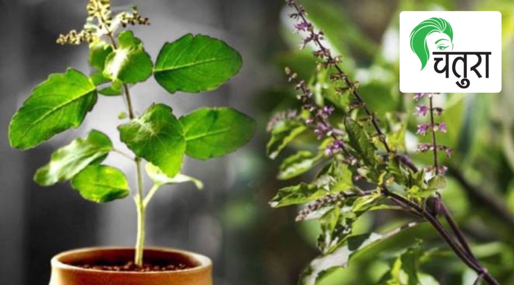 Tulsi health benefits