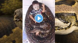 Python attack viral video on Instagram