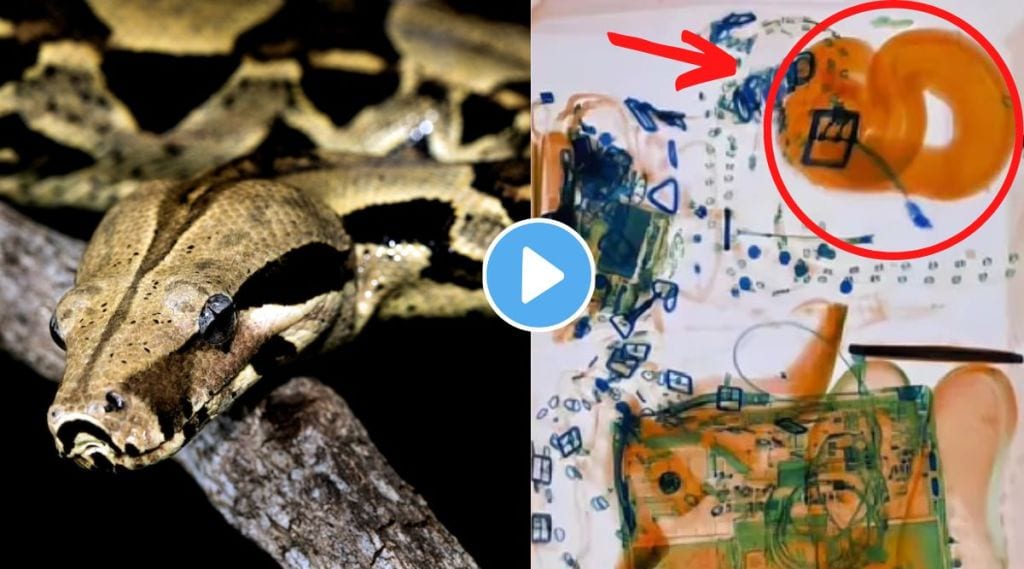 Boa constrictor snake found at America airport