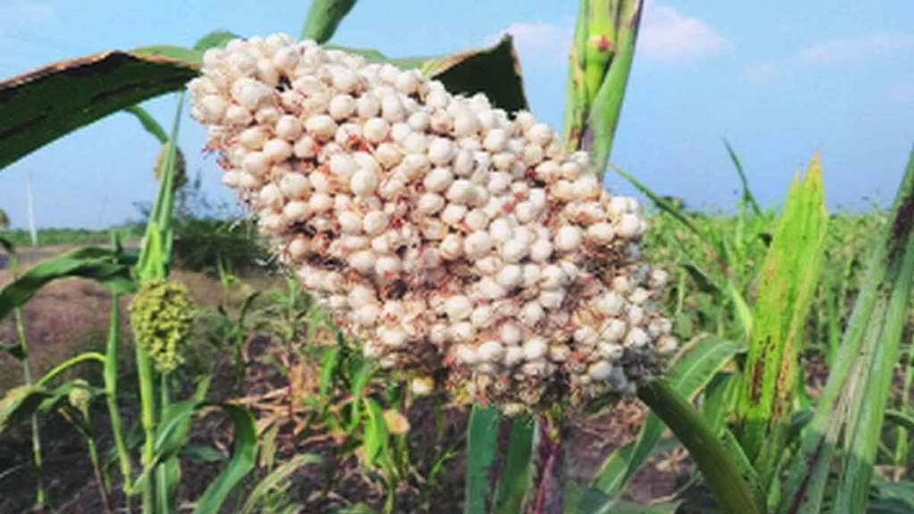 sorghum in Maharashtra,