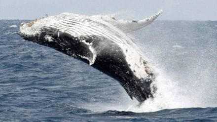 Sperm Whale Vomit In The Sea