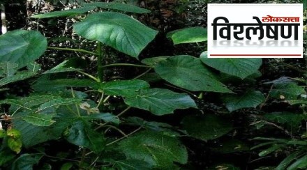 Suicide Plant