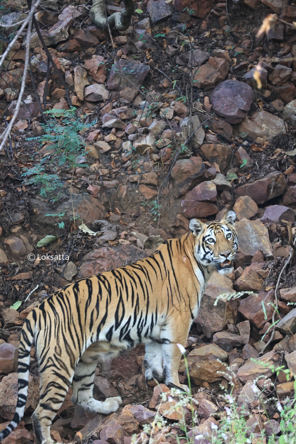 T-17 Tigress Information Photos