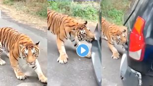 Tiger Attack Viral Video On Instagram