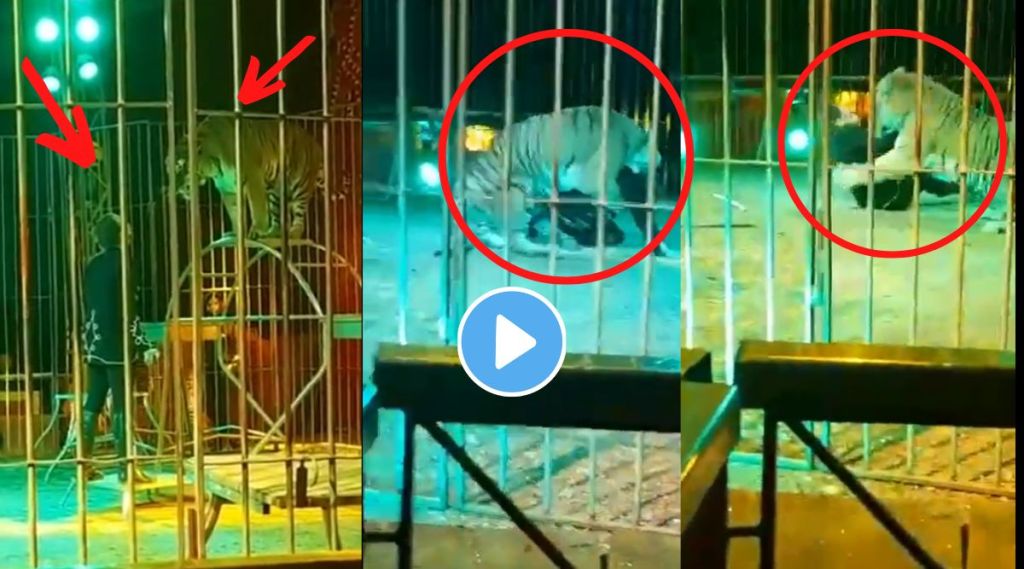 Tiger attacked trainer in circus viral video