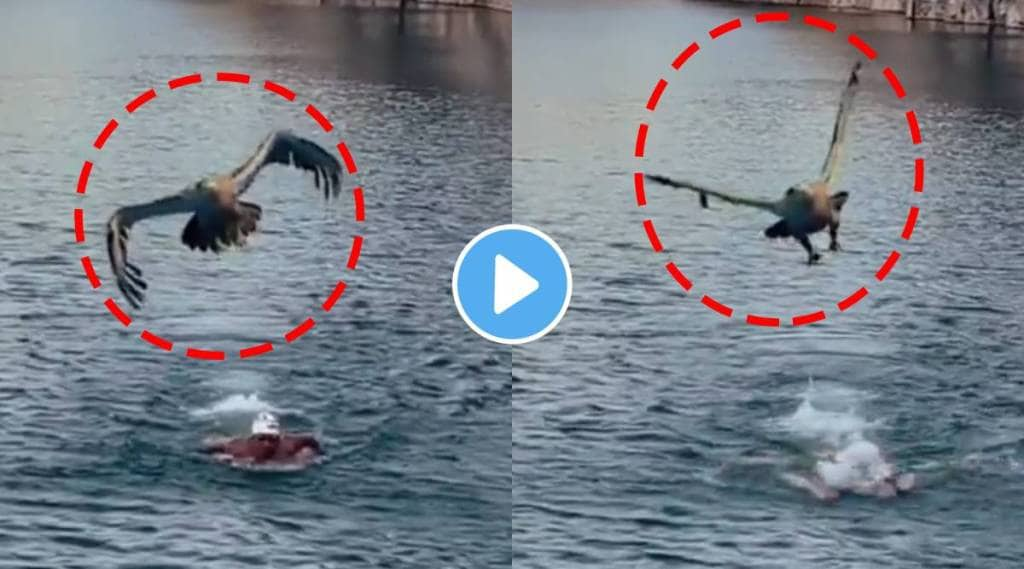 Viral Video Anand Mahindra Shares Clip Of Eagle Heading towards Swimming Man Gives Valuable Life Lesson