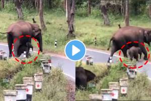 Viral Video Elephant Teaches Calf How to Cross Road IAS Officer Says Its A Sad Reality