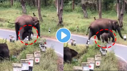 Viral Video Elephant Teaches Calf How to Cross Road IAS Officer Says Its A Sad Reality