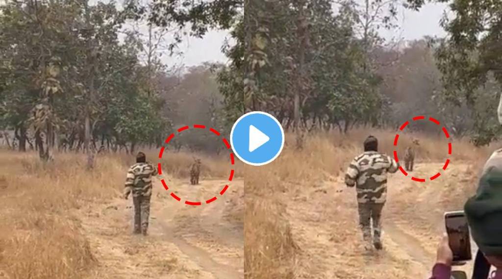 Viral Video Man Chases tiger during jungle safari netizens give angry reaction over this foolish act