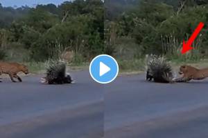 Viral Video Porcupine parents save their child from leopard attack