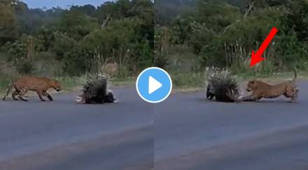 Viral Video Porcupine parents save their child from leopard attack
