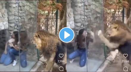 Viral Video Young women try to tease lion he gets angry over it watch what happens next