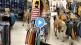Viral Video cow entered the mall in Assam see what happened next